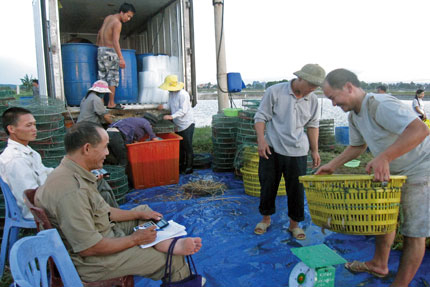 Cà Mau: Xử phạt khách Trung Quốc vì thu mua tôm trái phép
