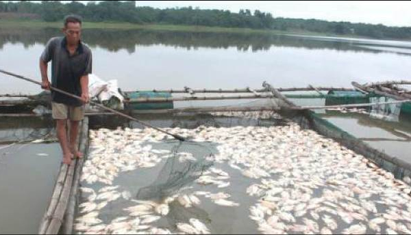 Nguyên nhân cá lồng nuôi chết ở đầm Cầu Hai: Không phải do ô nhiễm môi trường
