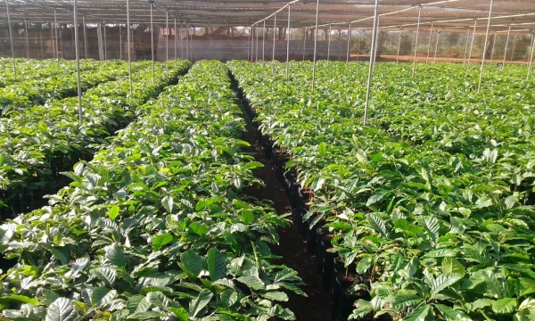 Tây Nguyên: 15 triệu cây cà phê giống tới tay nông dân trồng cà phê 