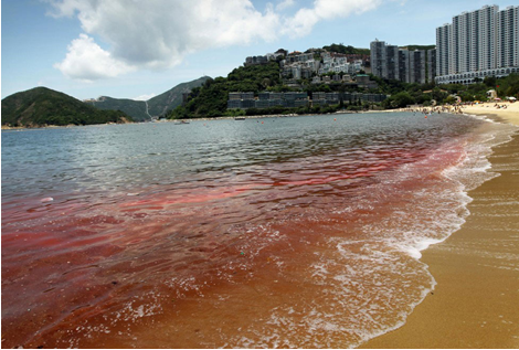 Thủy triều đỏ khiến cá tiếp tục chết ở biển Khánh Hòa!