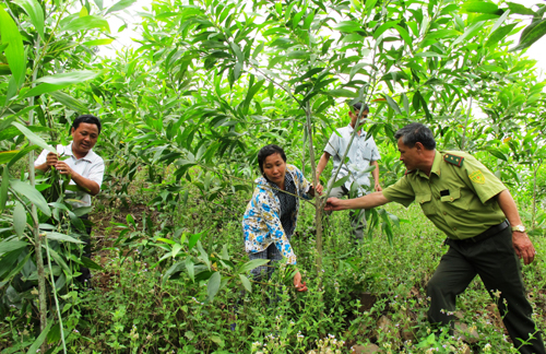 Hỗ trợ gạo cho công tác bảo vệ rừng 