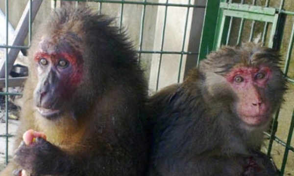Nghệ An: Bắt 2 đối tượng vận chuyển 7 cá thể khỉ mặt đỏ