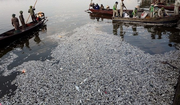 Hà Nội: Cá chết do nước ô nhiễm, thời tiết và ý thức người dân kém
