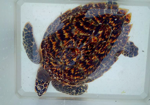 Hà Tĩnh: Giải cứu cá thể rùa khác lạ nặng 7kg 