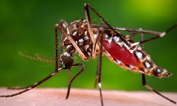 TP.HCM: Lại có thêm 2 thai phụ nhiễm virus Zika 