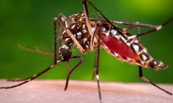 TP.HCM: Lại có thêm 2 thai phụ nhiễm virus Zika 