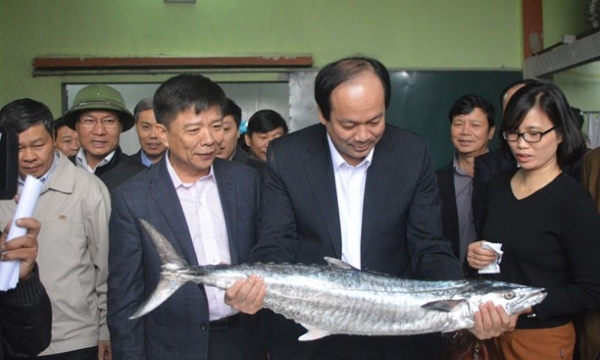 Quảng Bình: Hơn 2.000 tấn hải sản tồn kho hiện rất khó tiêu thụ
