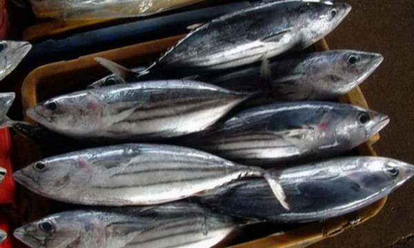 275 tấn hải sản nhiễm độc bị tiêu hủy tại Hà Tĩnh
