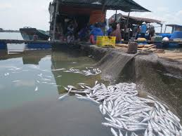 Bà Rịa - Vũng Tàu: Các doanh nghiệp phải bồi thường tiền trong vụ cá chết trên sông Chà Và