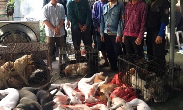  Tây Ninh: Bắt giữ nhóm đối tượng trộm chó quy mô lớn 
