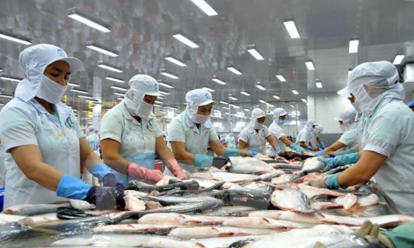 VASEP muốn “siết” chất lượng cá tra xuất khẩu sang Trung Quốc