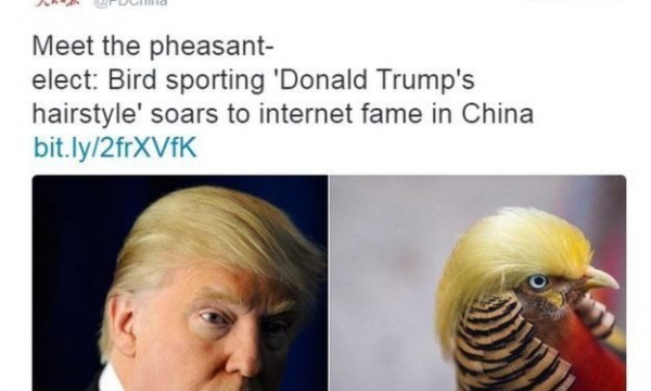 Đón năm Dậu bằng tượng gà lấy cảm hứng từ Tổng thống đắc cử Trump