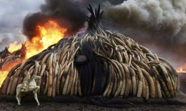Trung Quốc tuyên bố cấm buôn bán ngà voi 