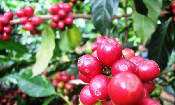 Người trồng cà phê Gia Lai: Dở khóc dở cười đòi nợ cuối năm