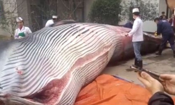 Xẻ thịt cá voi 8 tấn để làm thức ăn cho chó