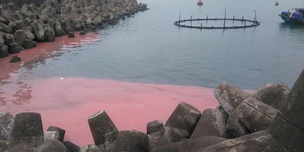 Vùng nước màu đỏ ở biển Vũng Áng chỉ là hiện tượng mẻ? 