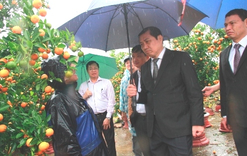 Đà Nẵng: Giảm 50% tiền thuê mặt bằng bán hoa Tết do thời tiết thất thường