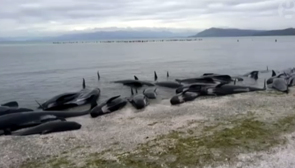 Cá voi hoa tiêu chết la liệt trên bờ biển New Zealand