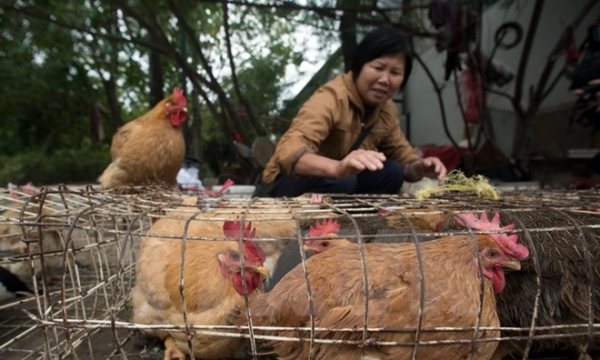 Trung Quốc: Dịch cúm H7N9 đang bùng phát dữ dội