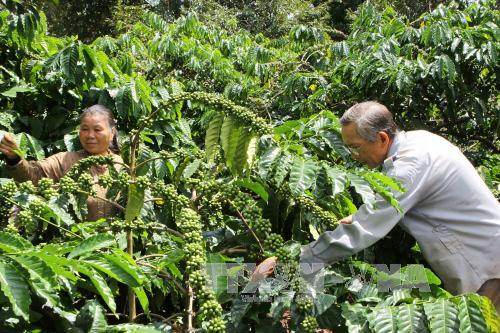 Ảnh hưởng thiên tai, Brazil nhập khẩu cà phê vối của Việt Nam