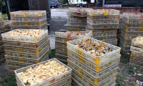 Quảng Ninh: Bắt đối tượng vận chuyển 12.000 con gà nhập lậu từ Trung Quốc