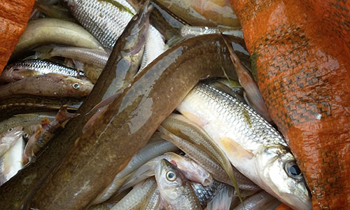 Thanh Hóa: Đã tìm ra nguyên nhân cá chết hàng loạt trên sông Âm