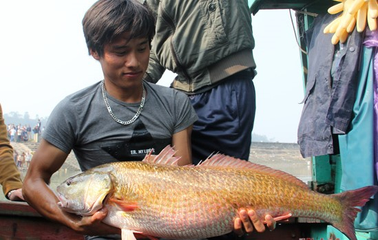 Nghệ An: Bắt được cá sủ vàng 8 kg, được trả 900 triệu đồng không bán