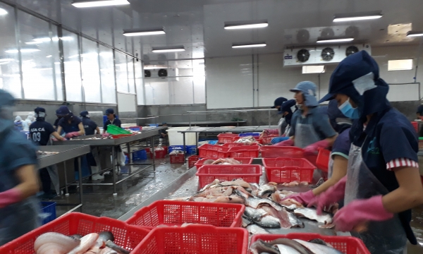 Nông dân nuôi cá tra gặp khó vì nguồn cung cá tra giống khan hiếm