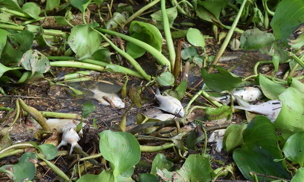 Cá lại chết trắng ở thượng nguồn sông Sài Gòn