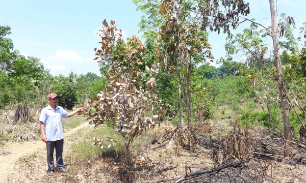 Bình Phước:  Điều tra vụ cháy hàng chục ha cao su, điều nghi do phá hoại