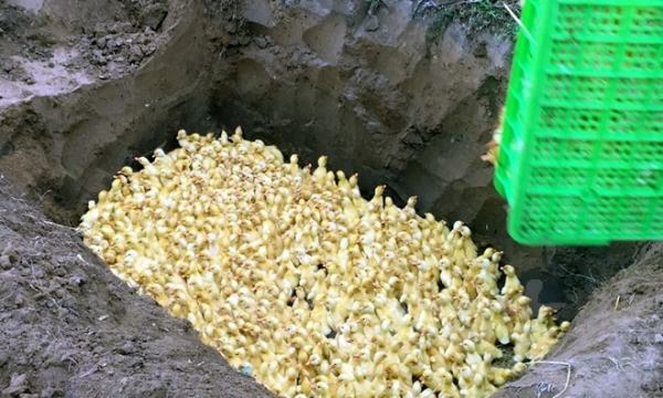 “Mất cả chì lẫn chài” vì nhập lậu 2.500 vịt con giống từ Trung Quốc