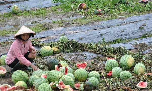 Cung vượt cầu khiến cho trái cây Việt liên tục gặp khó