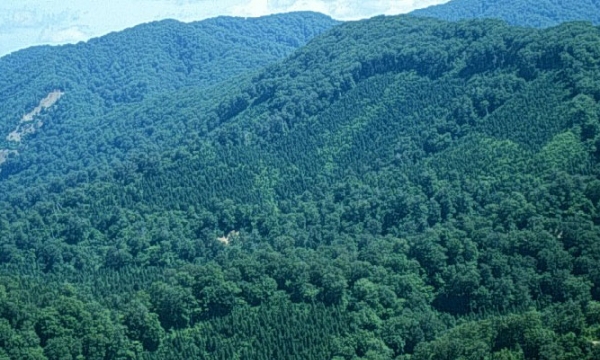 Giảm phát thải khí nhà kính thông qua hạn chế mất và suy thoái rừng