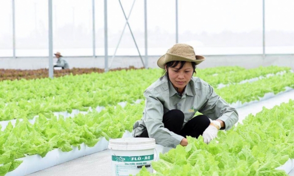 Đà Nẵng: Quy hoạch 7 địa điểm sản xuất nông nghiệp công nghệ cao