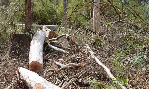 Kon Tum: 3 tháng thu giữ gần hơn 1.300m3 gỗ lậu, 5 cán bộ quản lý rừng bị kỷ luật