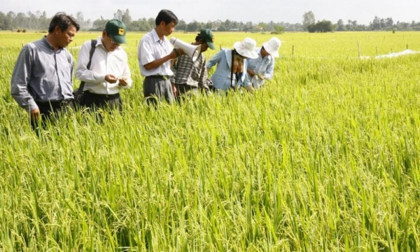 Chung tay giúp nông dân trồng lúa hiệu quả