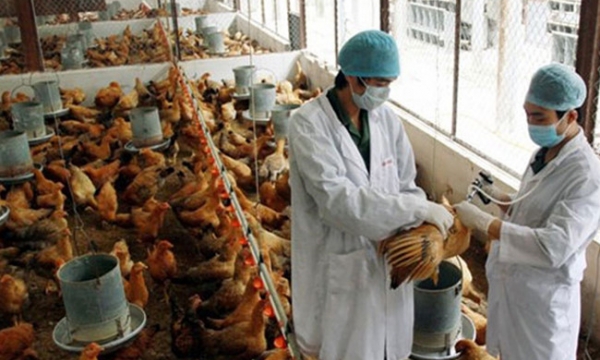 Virut H7N9 đang có biểu hiện bùng phát tại phía Nam Trung Quốc