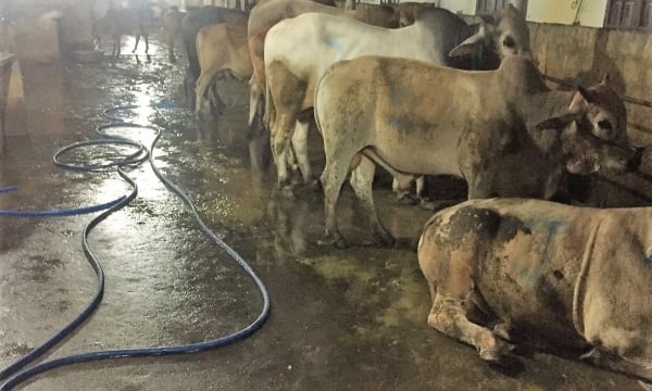 Quảng Nam: Bắt quả tang một cơ sở giết mổ bơm nước vào bò