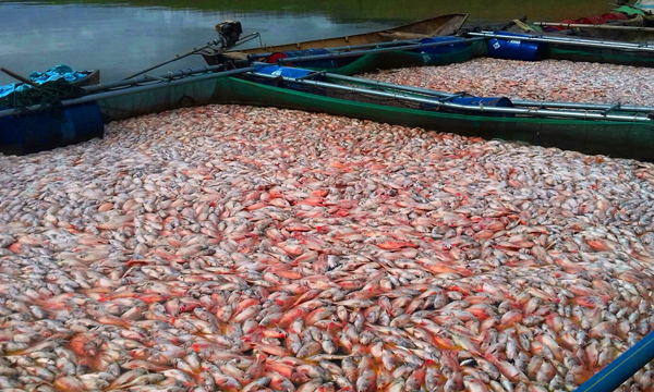 Kon Tum: Nông dân thiệt hại nặng nề vì cá nuôi ở hồ thủy điện chết hàng loạt
