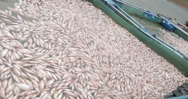 Kon Tum: Hơn 70 tấn cá chết bất thường do thiếu oxy
