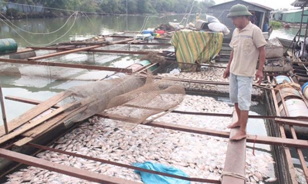 Người nuôi cá trong lồng bè tại Đà Nẵng thiệt hại cả tỷ đồng
