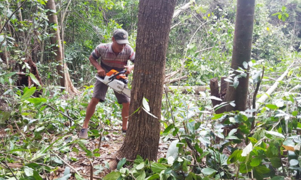 Phú Yên: Yêu cầu dừng dự án phá rừng, xử lý sai phạm