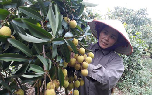 Bắc Giang: Hơn 1.000 hộ nông dân có thu nhập trăm triệu vụ vải thiều 2017