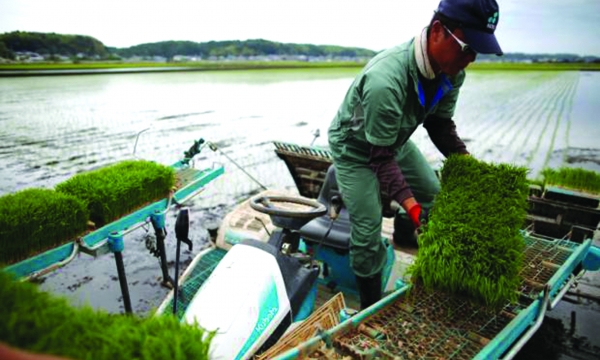 Nông dân mới - hy vọng của ngành nông nghiệp Nhật