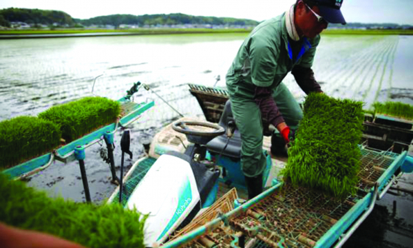 Nông dân mới - hy vọng của ngành nông nghiệp Nhật