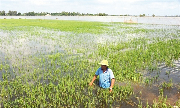 Vụ Thu Đông ĐBSCL cẩn trọng mùa nước lũ