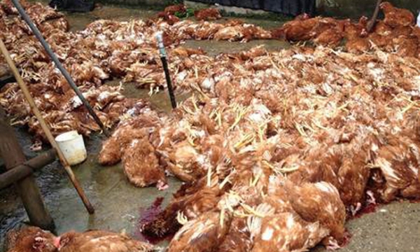 Bình Phước: Phát hiện xe tải chở gần 1 tấn gà chết về Bình Dương tiêu thụ
