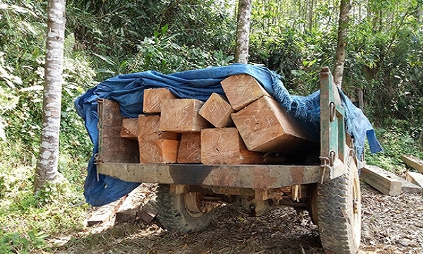 Quảng Nam: Bắt khẩn cấp nguyên Giám đốc Ban quản lý rừng phòng hộ Sông Tranh