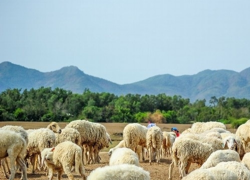 Giá thịt cừu tăng, nông dân Ninh Thuận lãi hơn 1 triệu/con