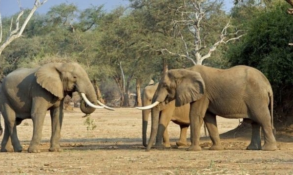 Tổng thống Trump ngưng lệnh cho phép săn tìm chiến phẩm voi